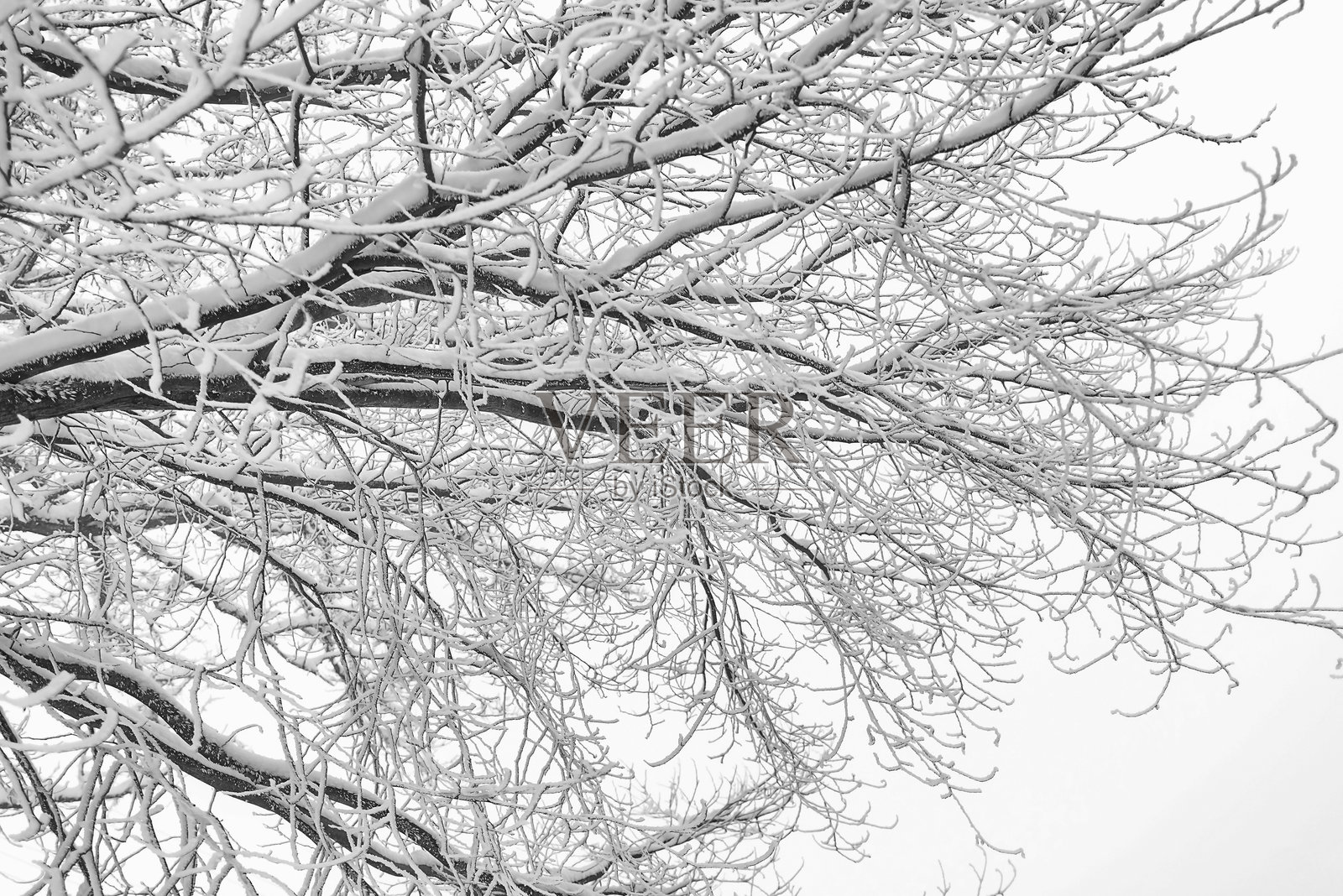 树的碎片，树枝上覆盖着雪，黑白照片照片摄影图片