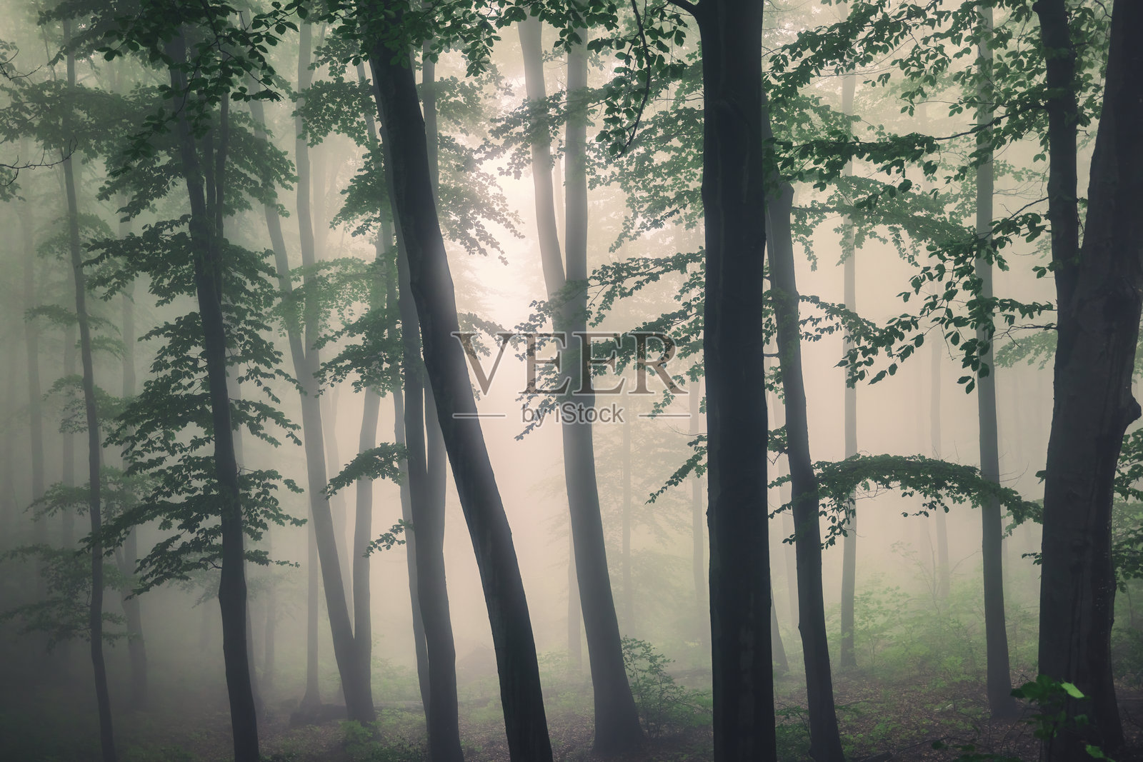 大绿树和雾气弥漫的绿色森林照片摄影图片