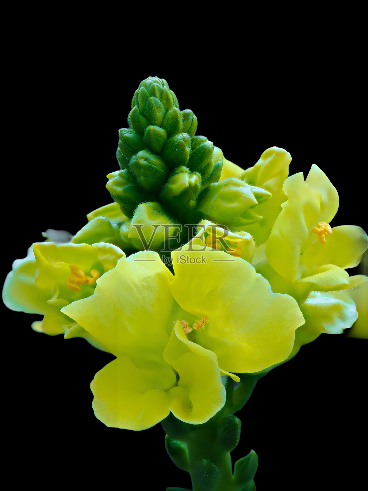 黄色的金鱼草照片摄影图片