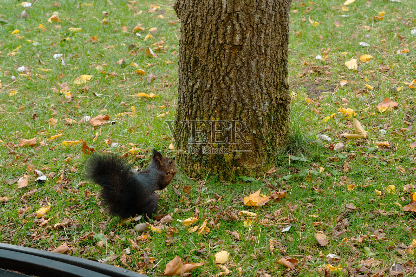 西班牙索里亚的“La Dehesa”公园里的松鼠。秋季。照片摄影图片