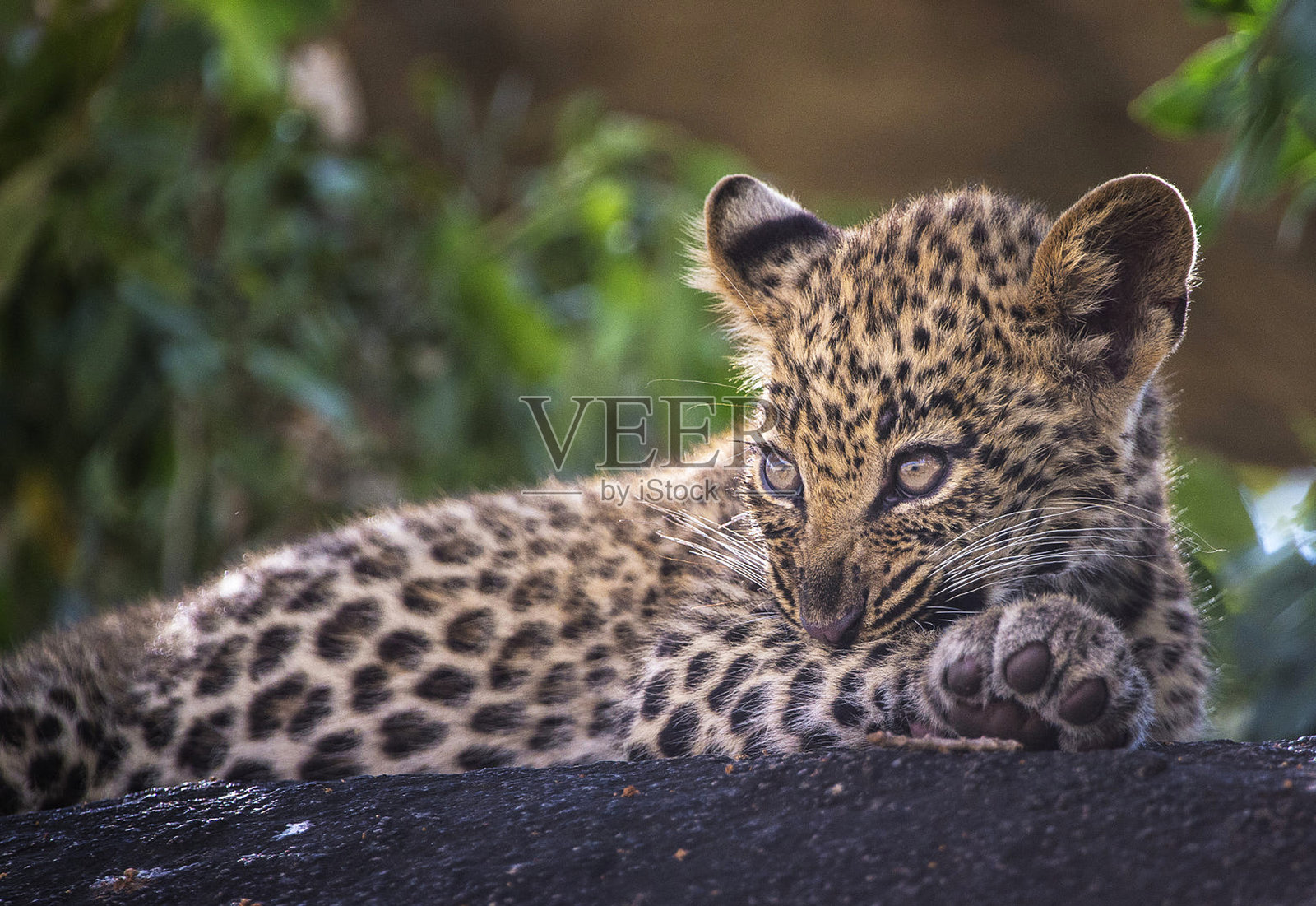 坦桑尼亚神奇的野生动物之地照片摄影图片