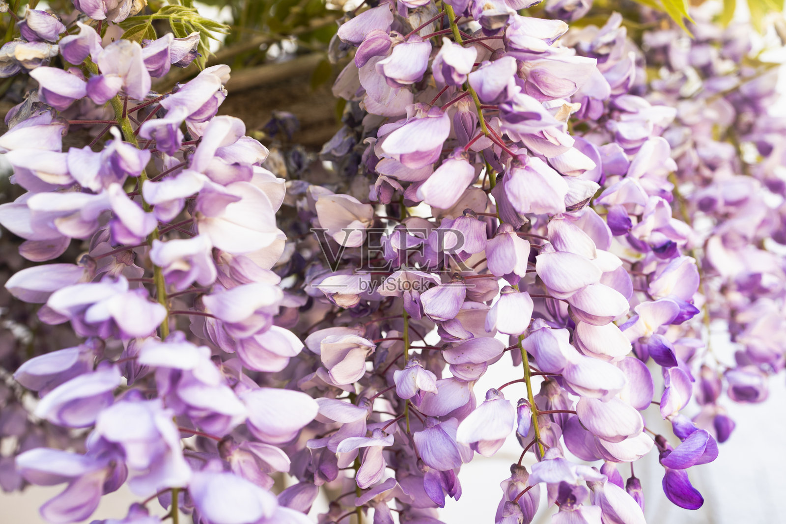 春天果园里盛开的紫藤枝。春天的紫藤花。照片摄影图片