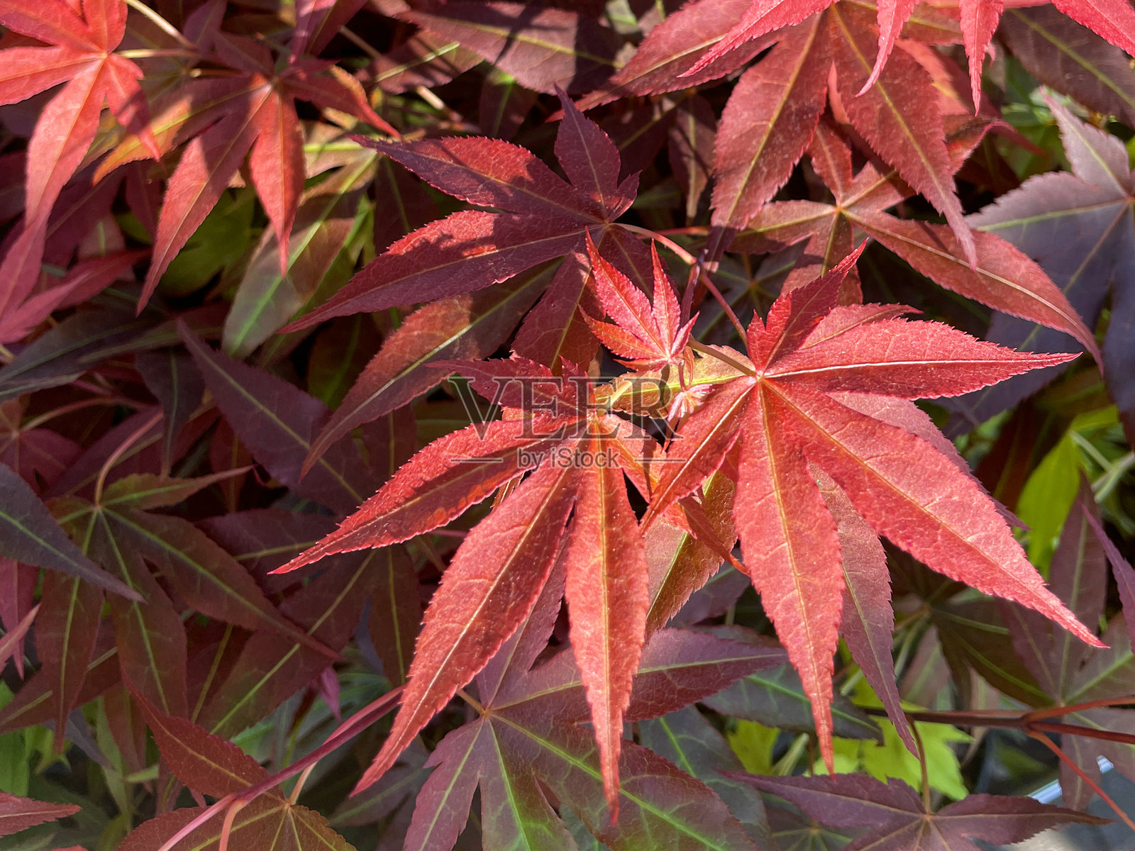 全帧图像新鲜红色的春天日本枫(槭掌叶)，重点在前景照片摄影图片