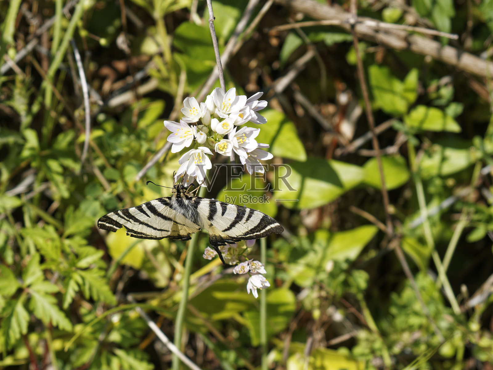 波达利奥，最美丽的蝴蝶之一照片摄影图片