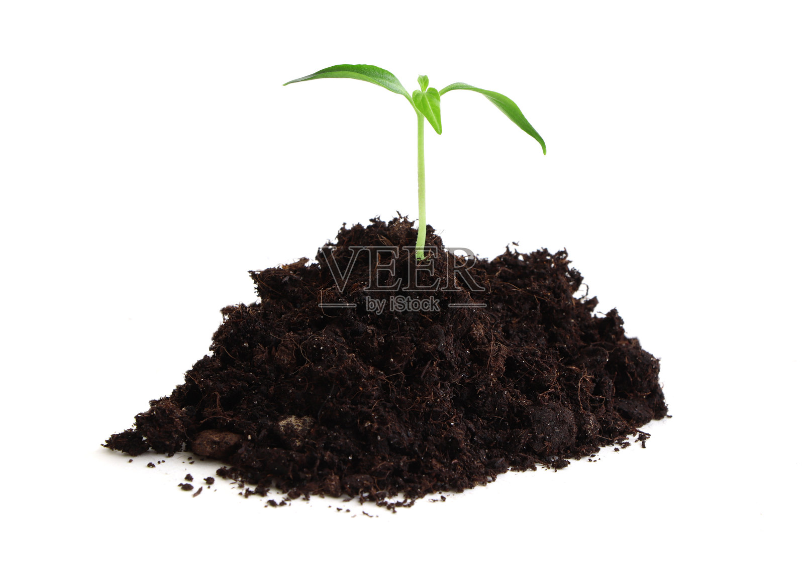 胡椒粉:碾碎的胡椒粉嫩芽一种在白色背景上独立地种植的胡椒苗。园艺照片摄影图片