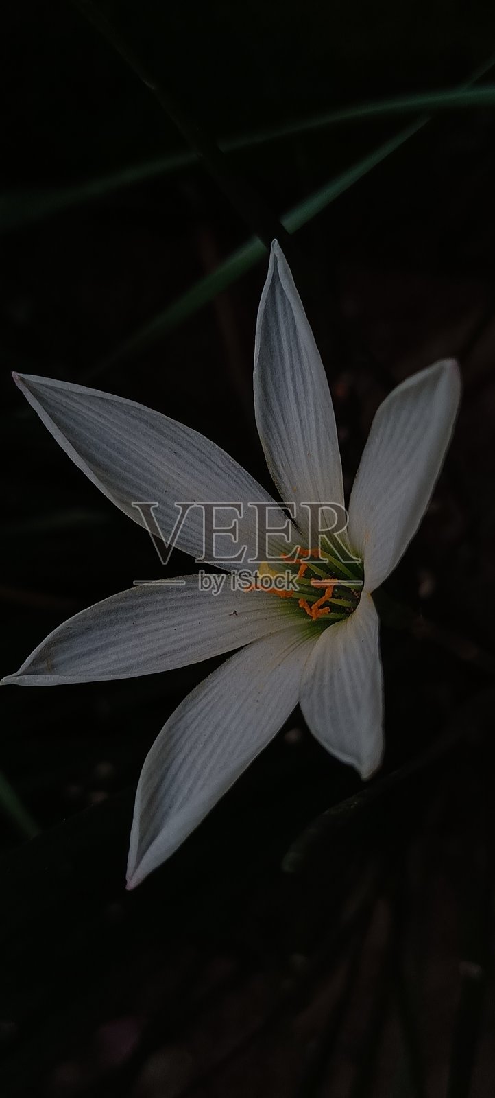 白色百合与深绿色叶子。照片摄影图片