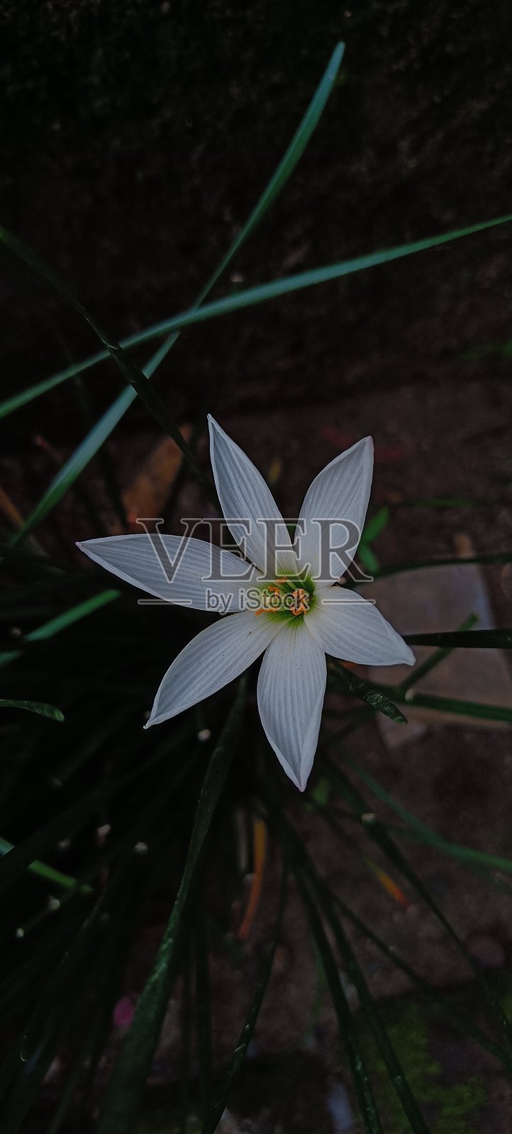 白色百合与深绿色叶子。照片摄影图片