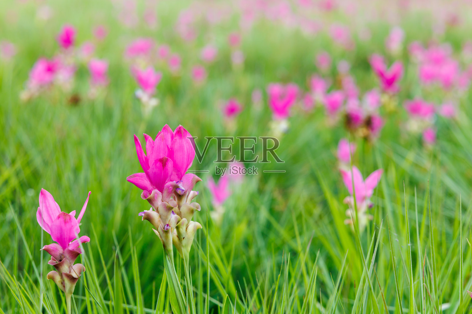 泰国柴亚普姆省的香米花种植园照片摄影图片