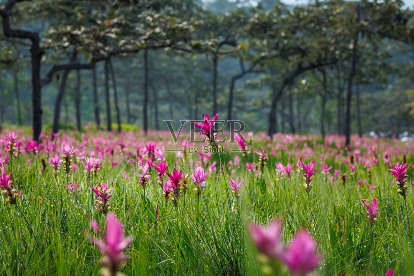 泰国柴亚普姆省的香米花种植园，清晨景象照片摄影图片