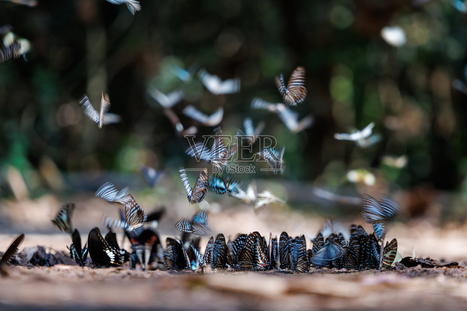 各种蝴蝶品种聚集在森林地面，展示出有趣的群体行为和丰富的自然景观。照片摄影图片