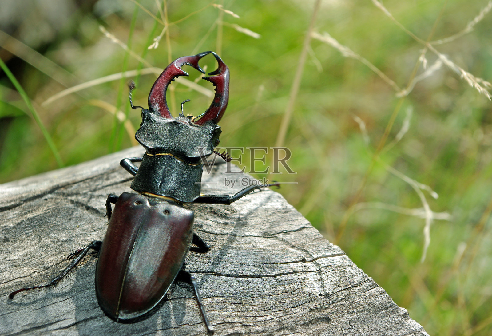 森林中的鹿角虫特写。照片摄影图片
