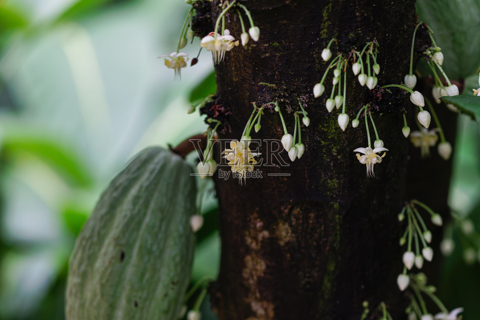 热带环境中的可可树，开满花朵和未成熟的可可果。照片摄影图片