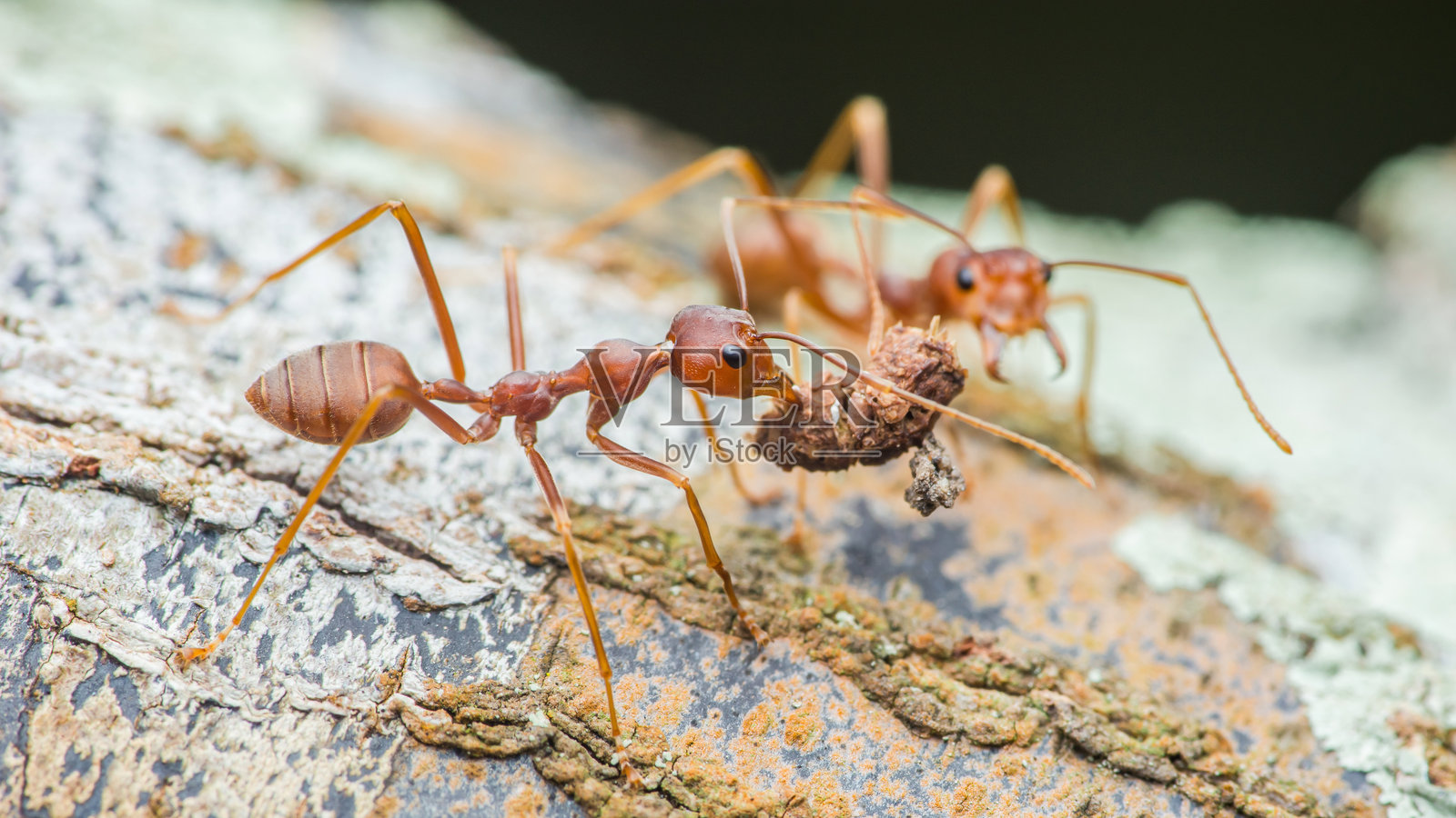 织工蚂蚁在树皮上搬运食物的特写镜头照片摄影图片