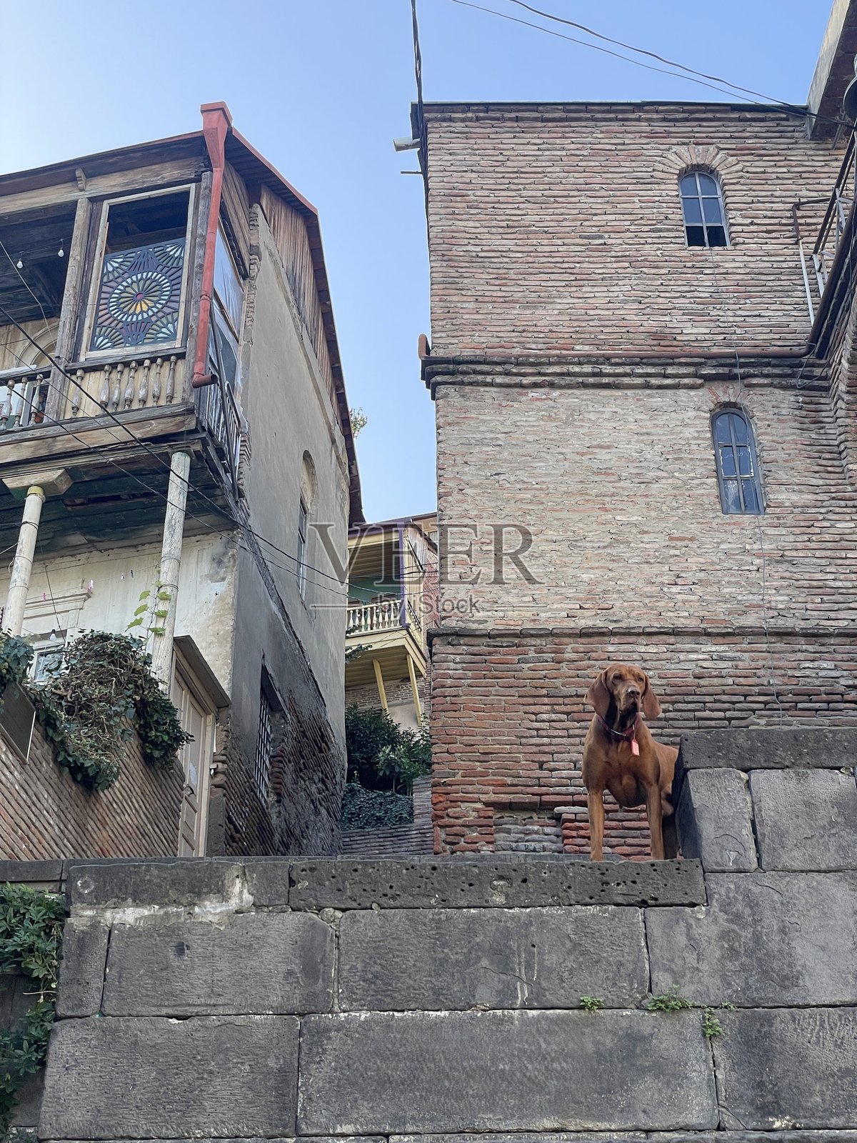 维兹拉犬在历史城市的石墙上照片摄影图片