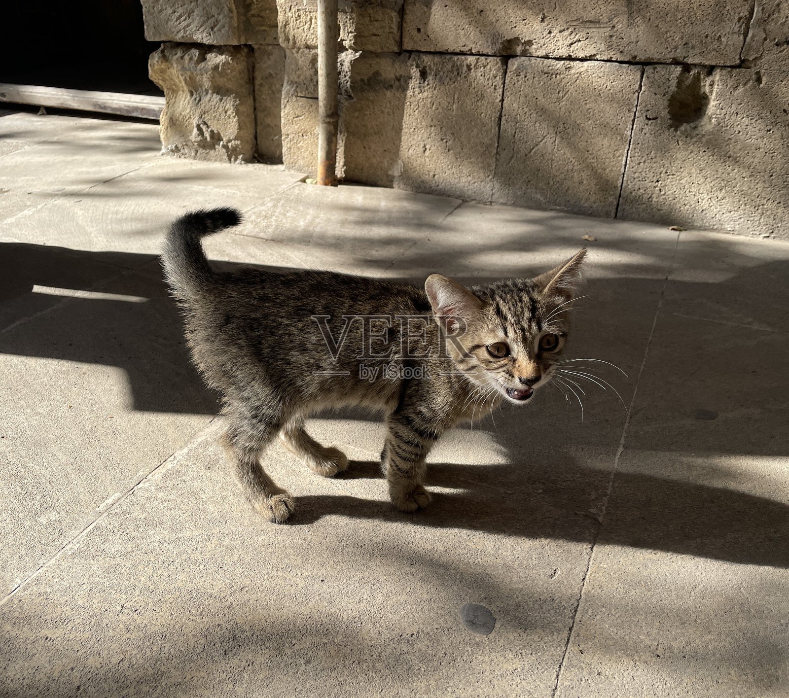 好奇的虎斑小猫在阳光下喵喵叫照片摄影图片