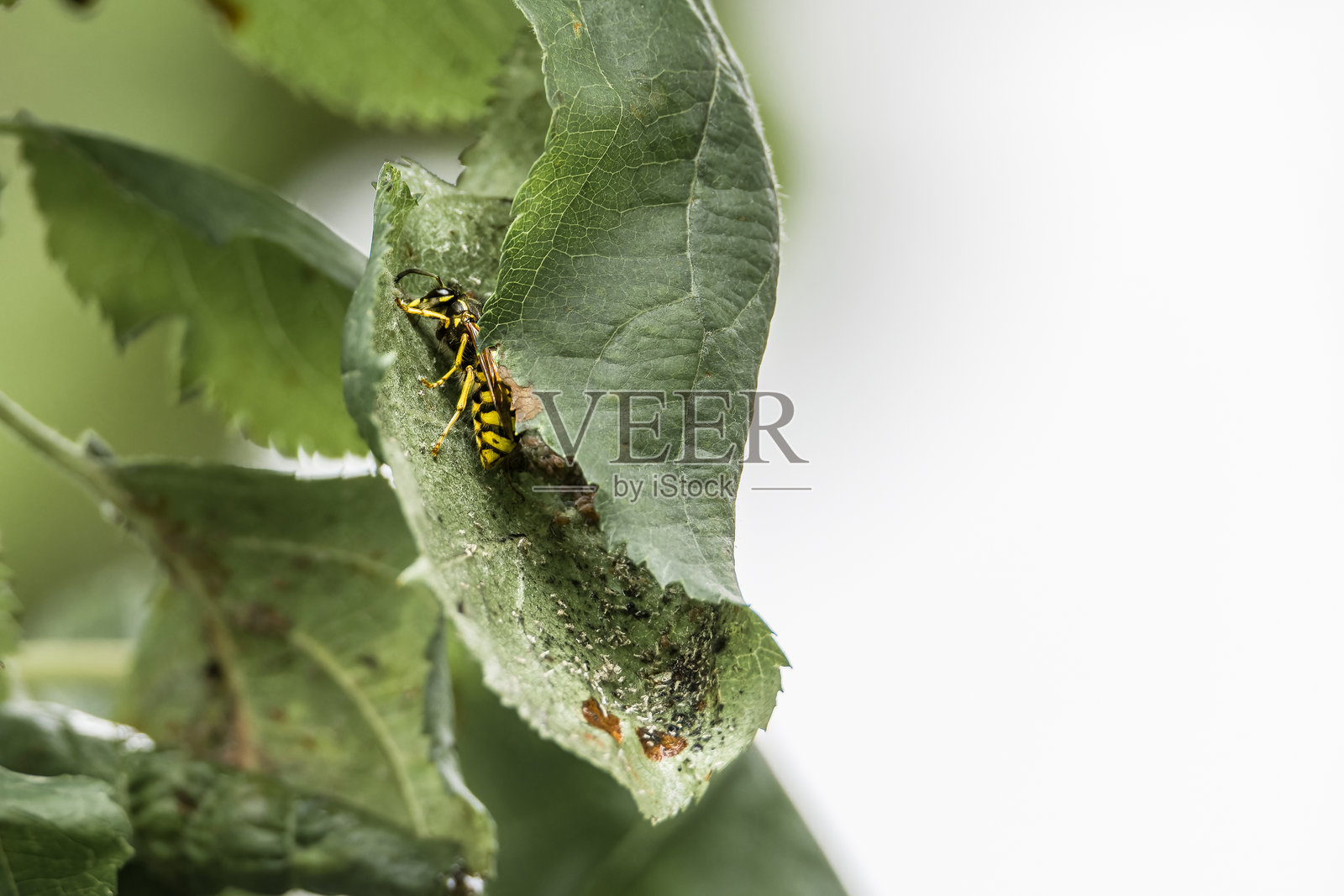 一只黄蜂在苹果树的叶子上静静地栖息，隐藏在德国的花园里。照片摄影图片