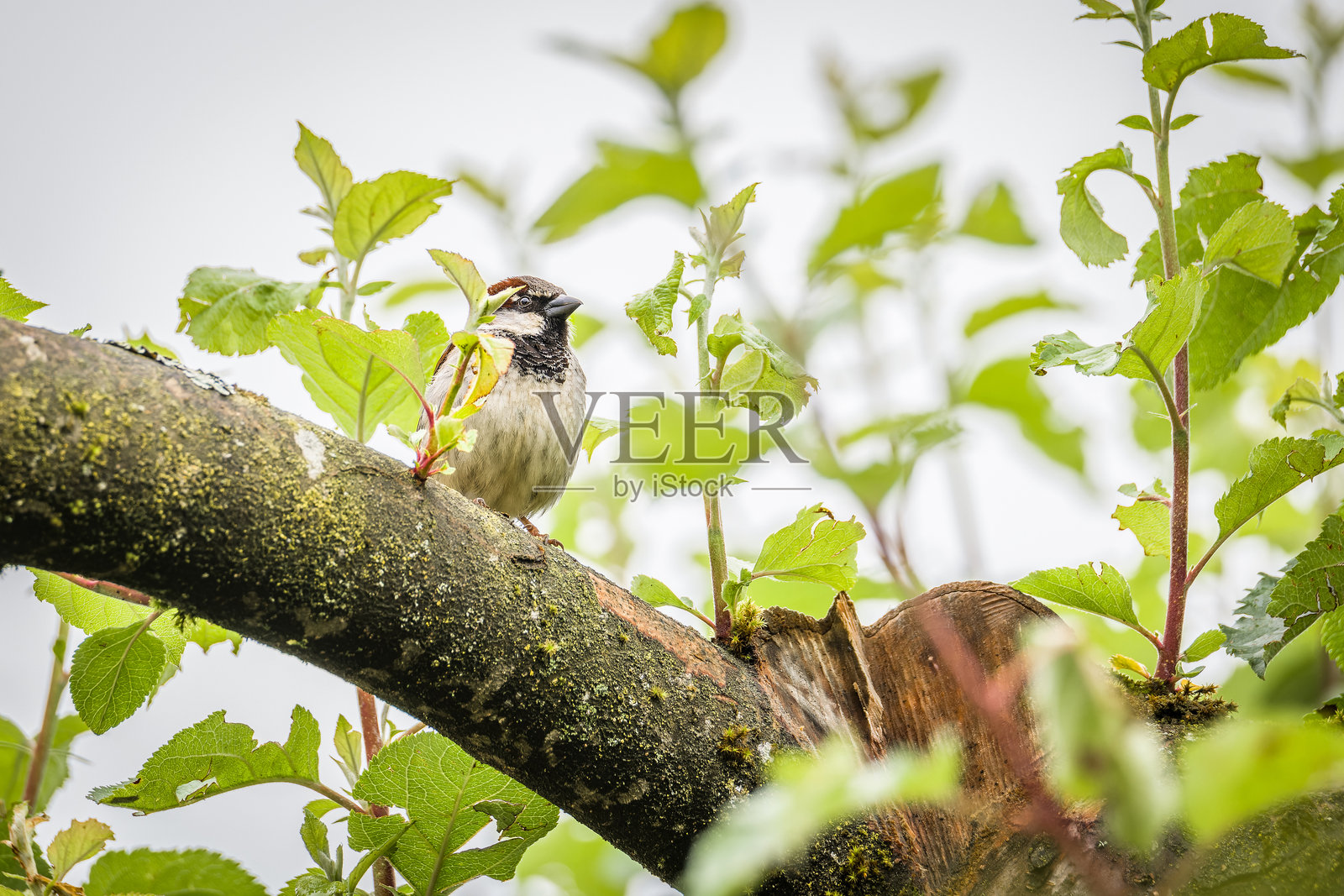 一只家麻雀，也称为麻雀或家麻雀，栖息在德国花园中的一棵树上。照片摄影图片