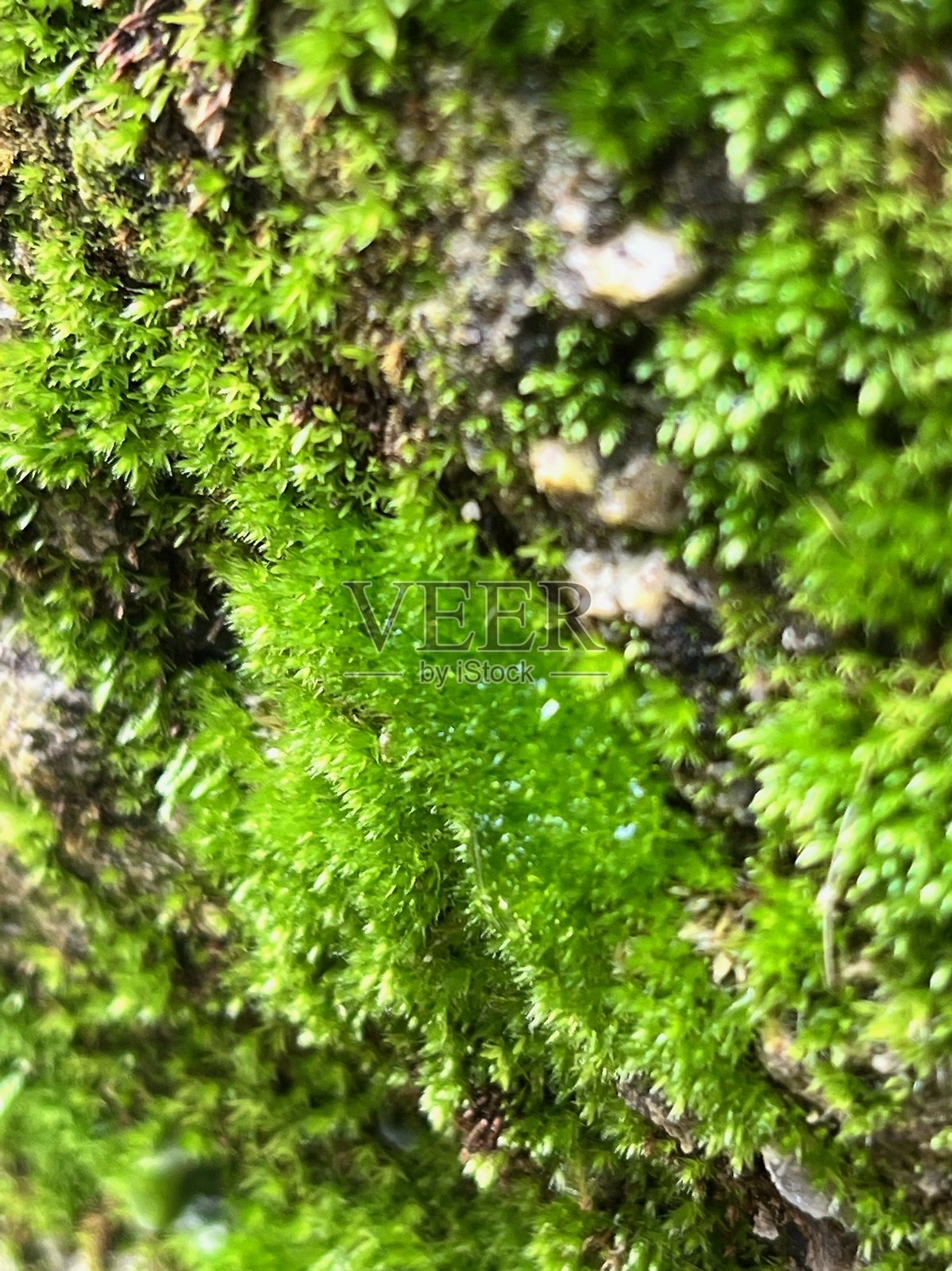 丰盈的绿色苔藓特写纹理照片摄影图片