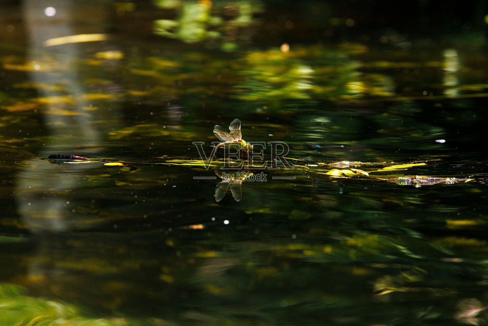 蜻蜓在河边产卵照片摄影图片