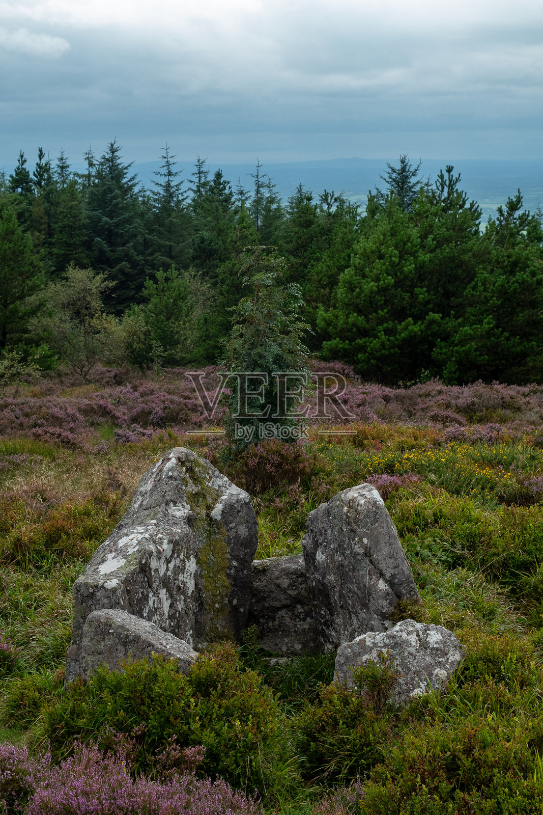 在宁静的森林空地中发现古老的石头形成，周围环绕着生机勃勃的石楠和郁郁葱葱的绿意照片摄影图片