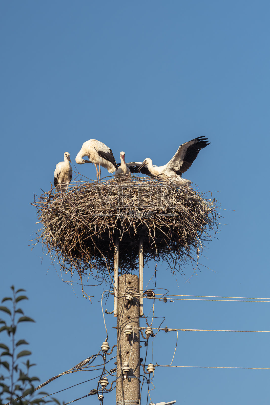 电线杆上的白鹳家庭在巢中，背景是天空照片摄影图片