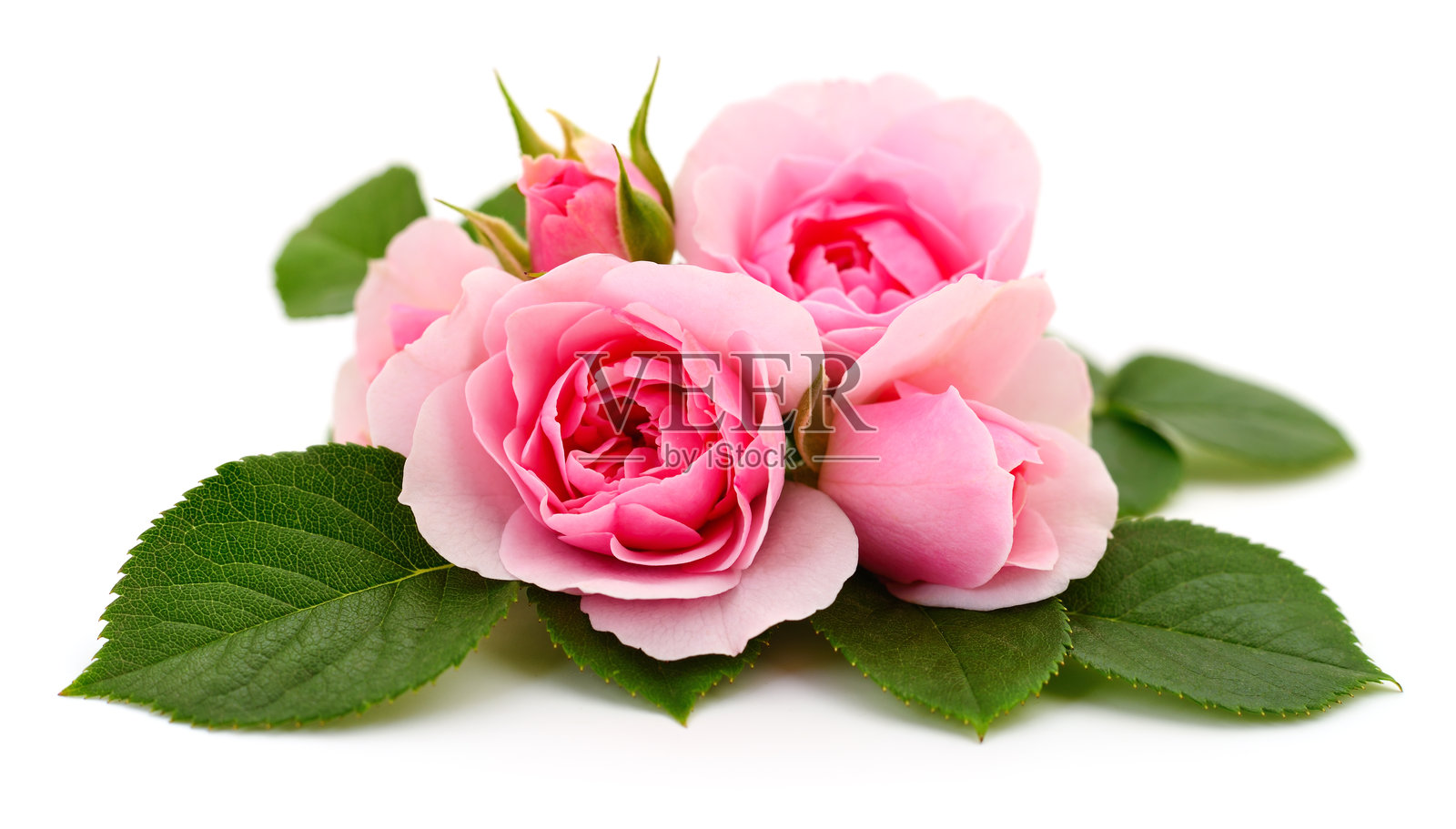 粉色玫瑰与绿色叶子，孤立在白色背景上照片摄影图片