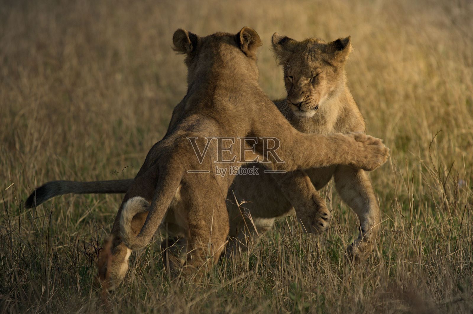年轻狮子在草原上嬉戏互动照片摄影图片