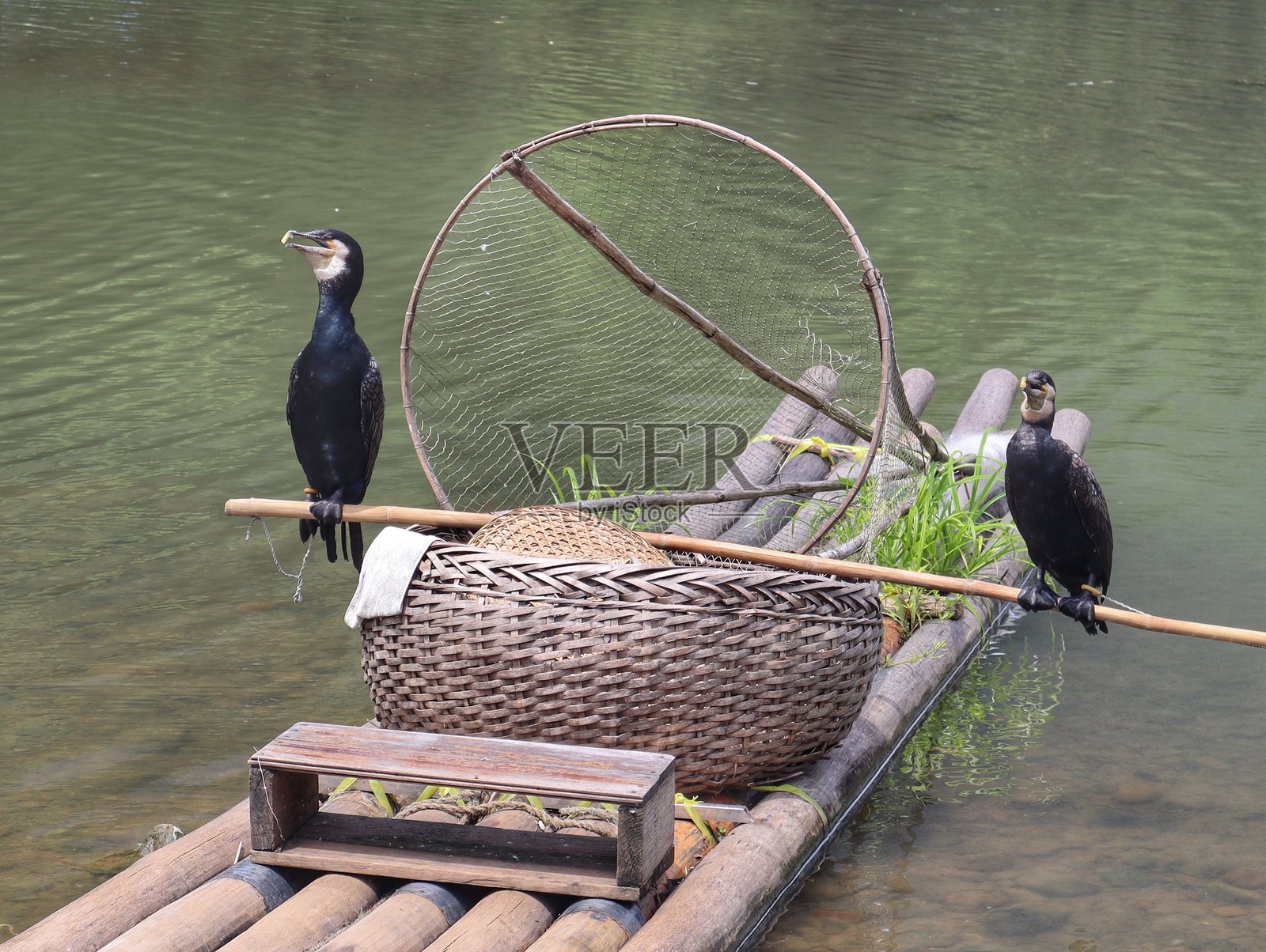 桂林，中国漓江上的传统鸬鹚捕鱼照片摄影图片