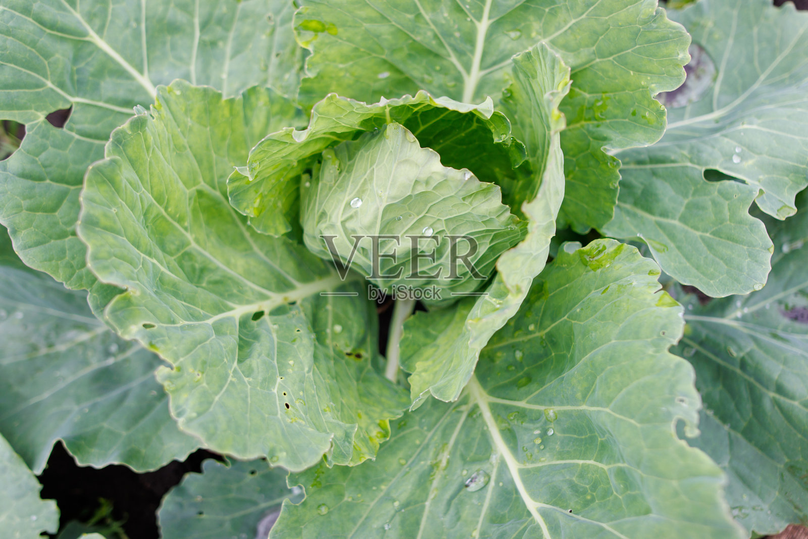 带有绿色茎的卷心菜照片摄影图片