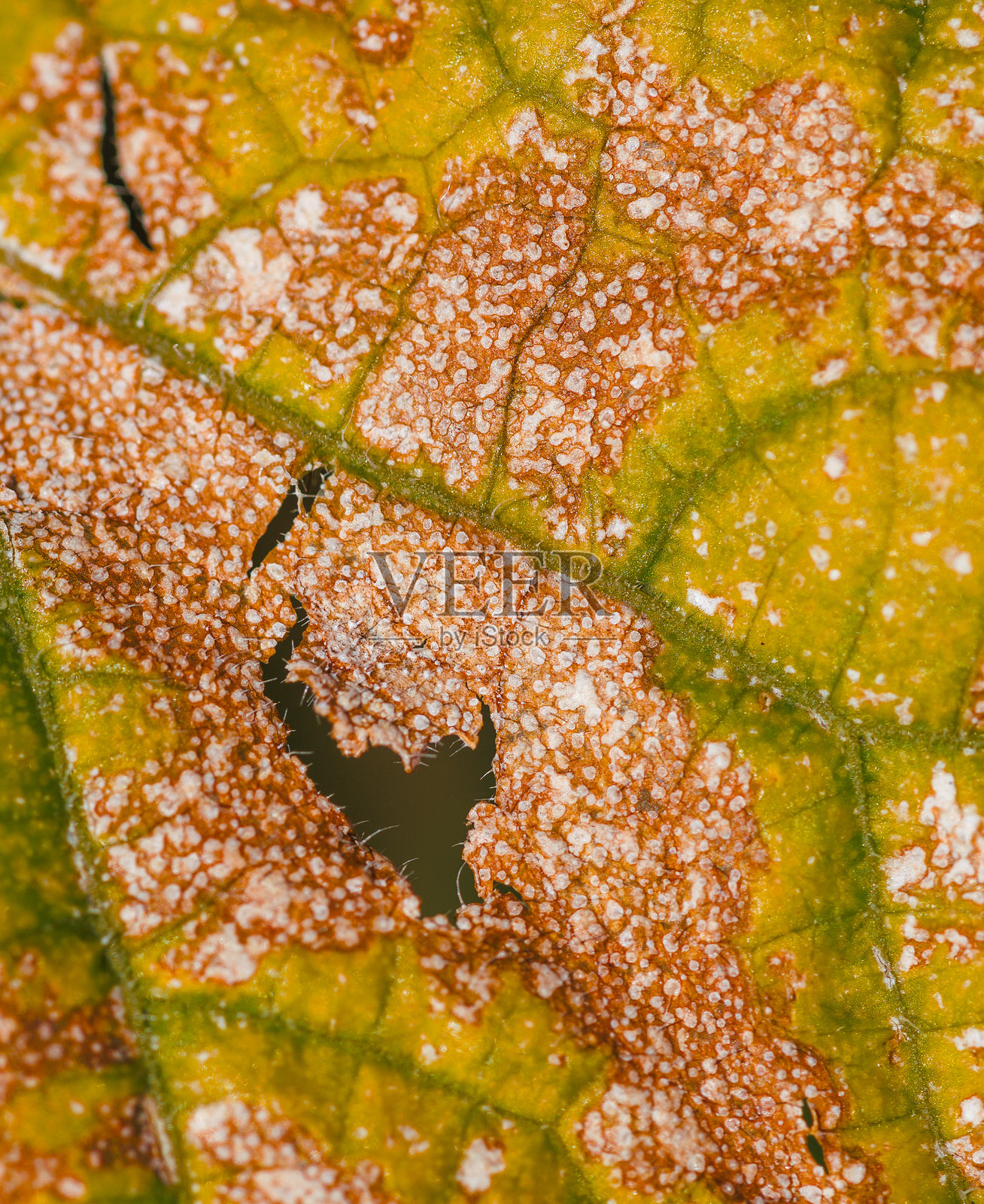 一片带有棕色斑点和绿色脉络的叶子照片摄影图片