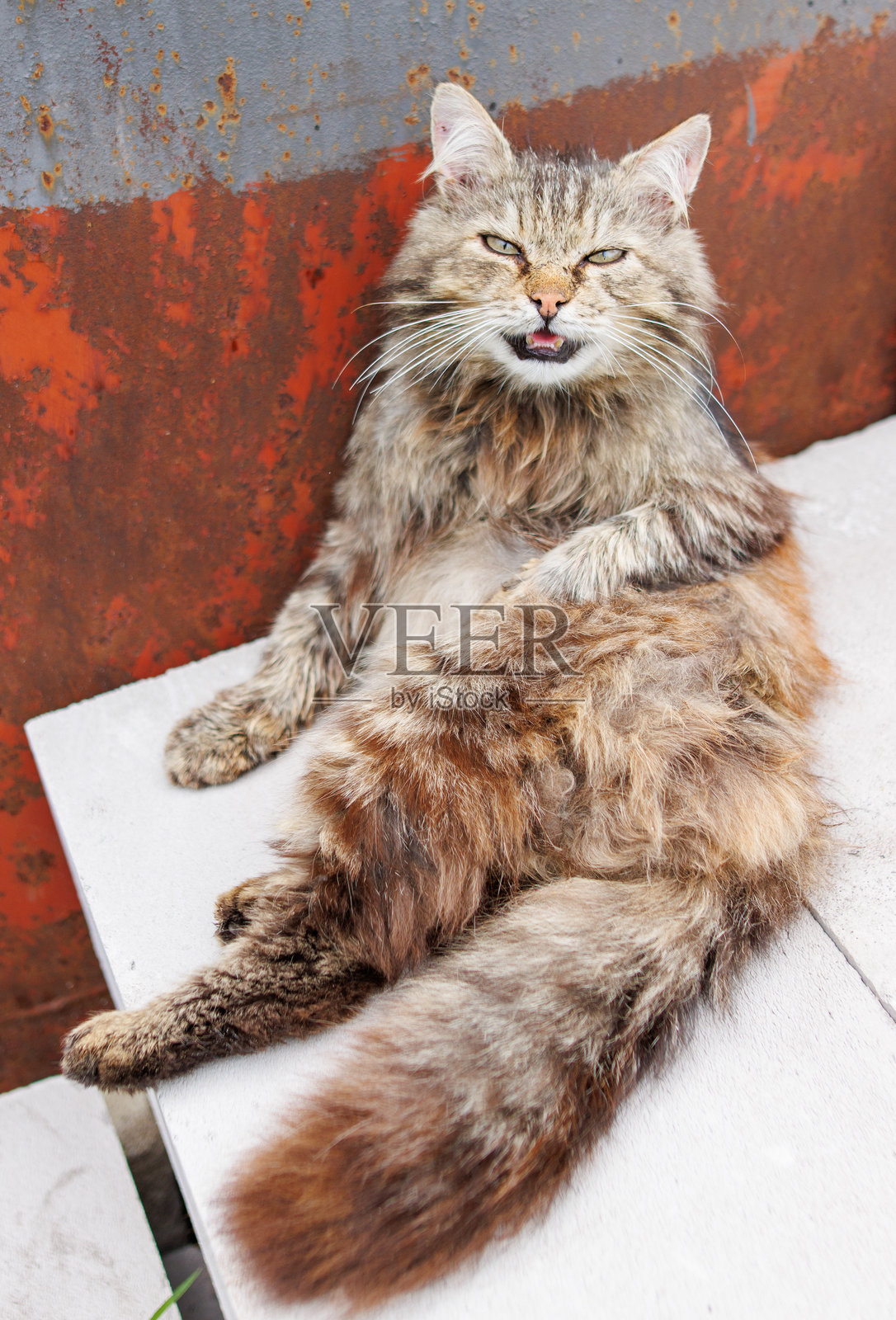 一只舌头粉红的猫坐在桌子上照片摄影图片