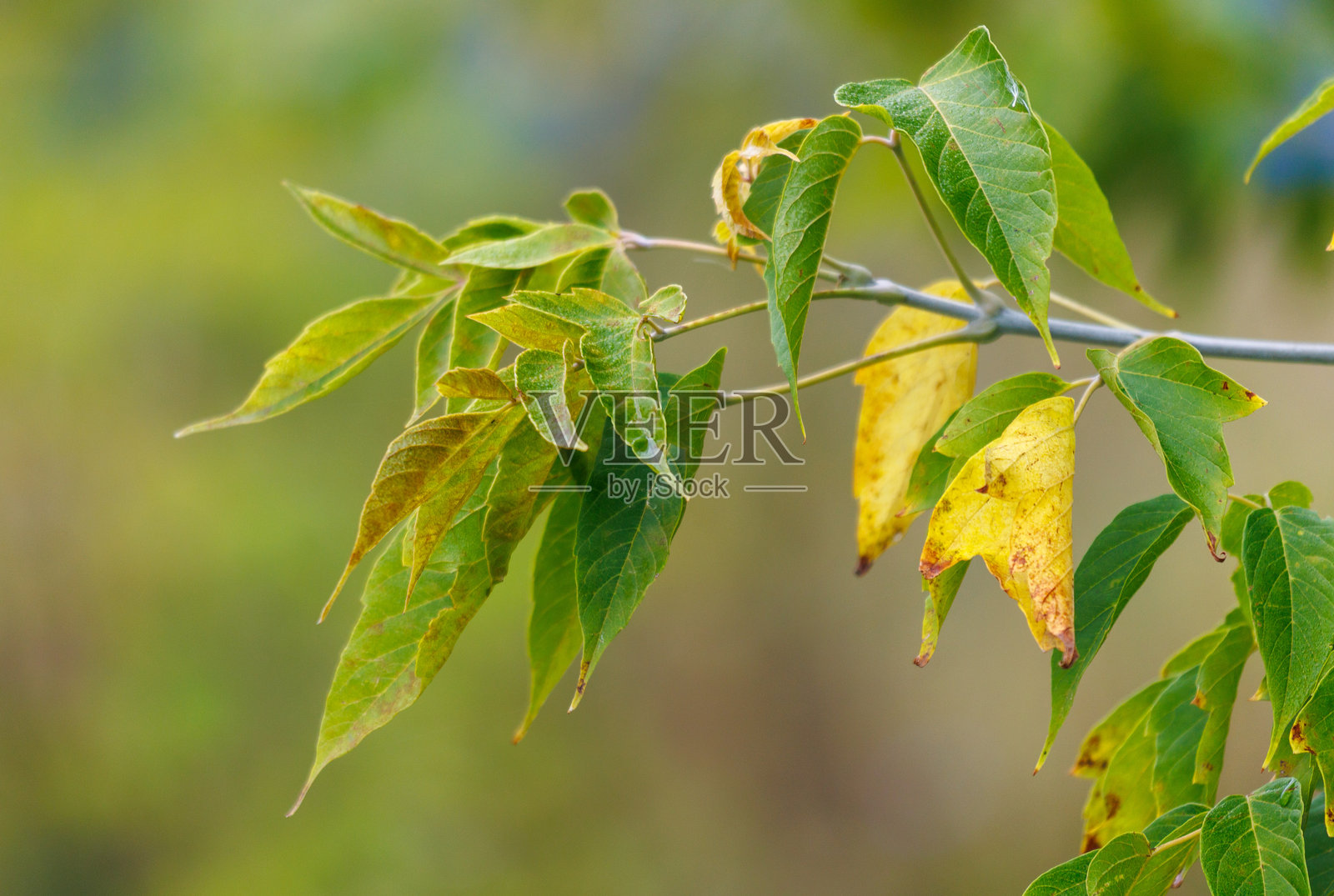 一棵有绿色和黄色叶子的树照片摄影图片