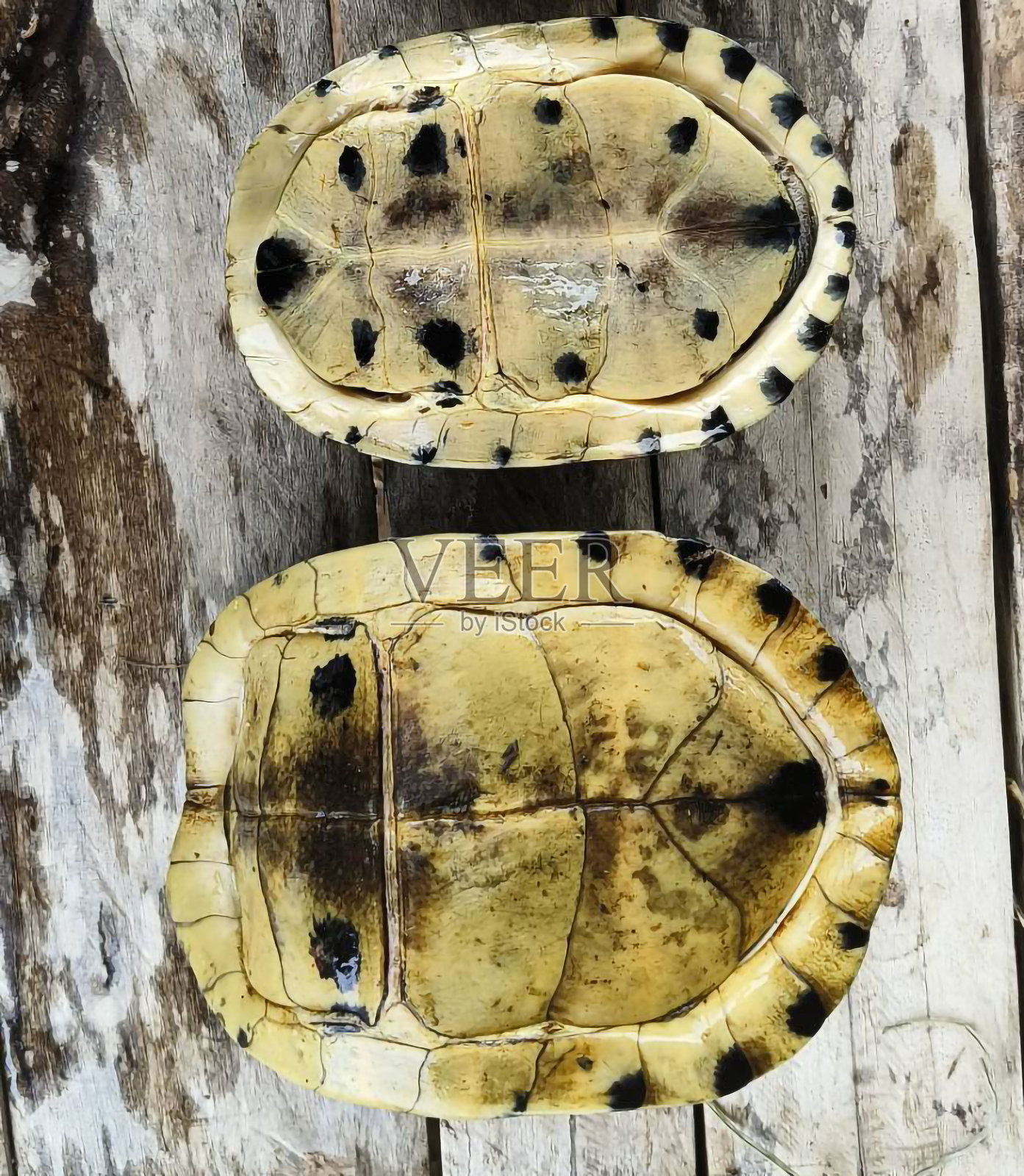 海龟，龟壳，动物，水生动物，两只海龟照片摄影图片