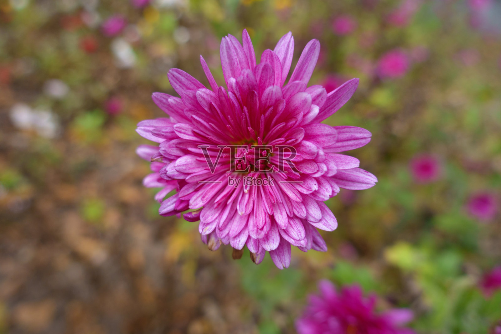 11月中旬的一朵鲜艳粉色的菊花照片摄影图片