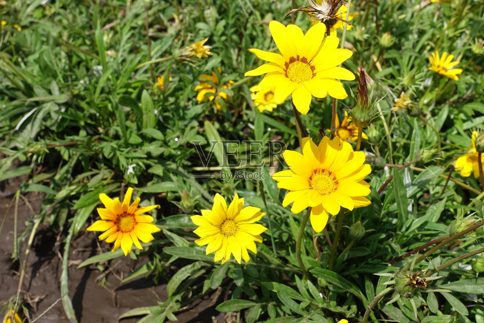 七月的四朵黄花，南非菊（Gazania rigens）照片摄影图片