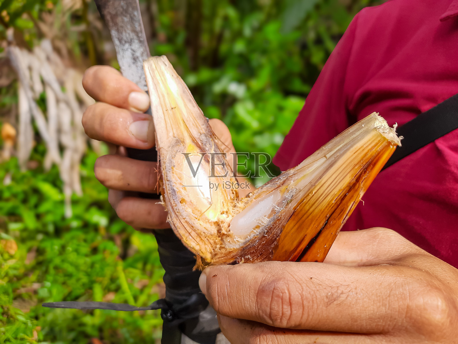 手握分开的尼帕棕榈果与刀，收获尼帕果照片摄影图片