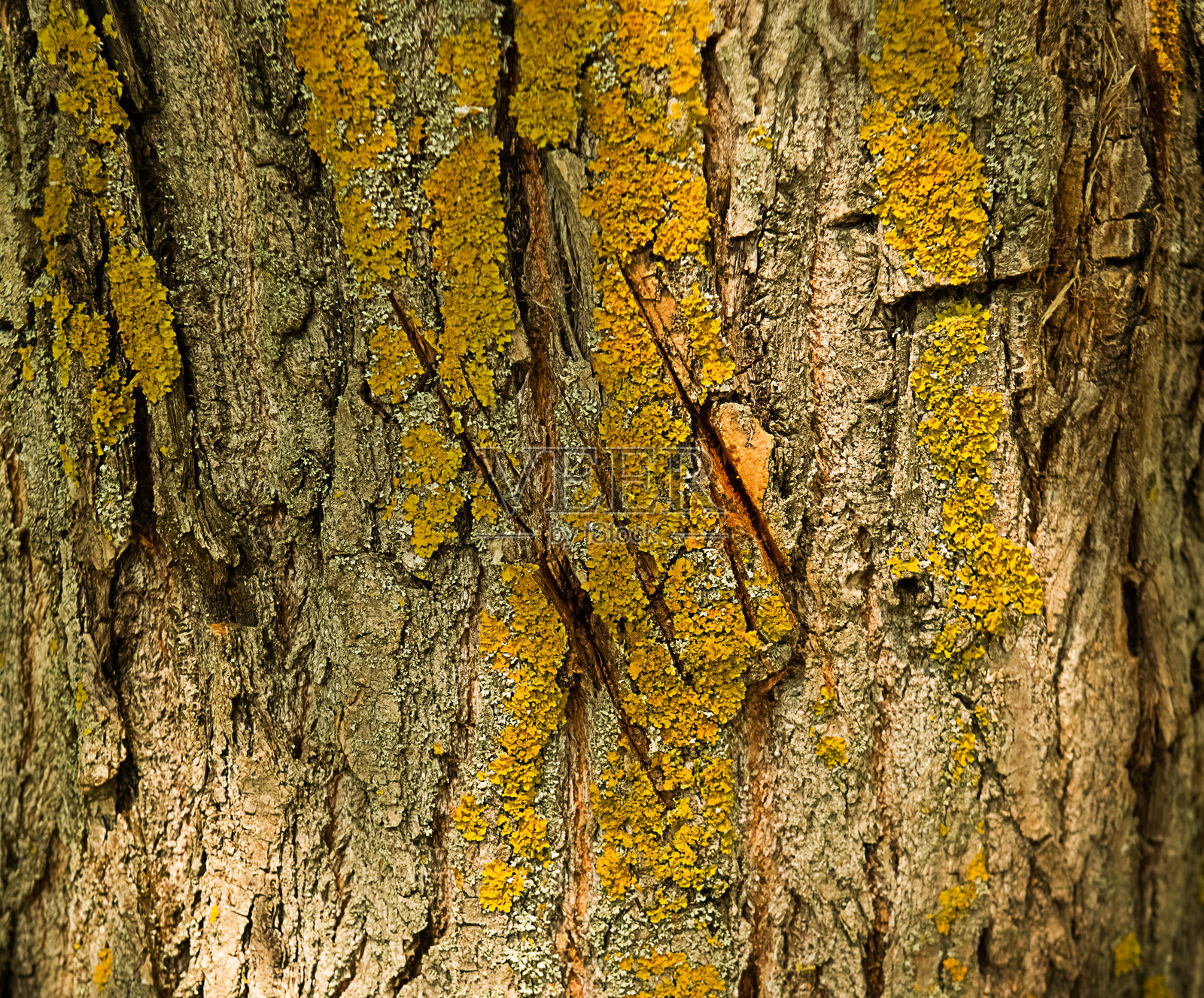 受损树皮的纹理，带有树木划痕。特写镜头照片摄影图片