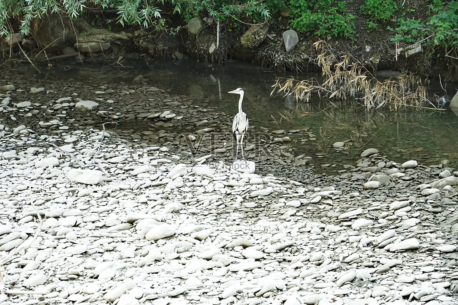 拉莫内河中的灰鹭照片摄影图片