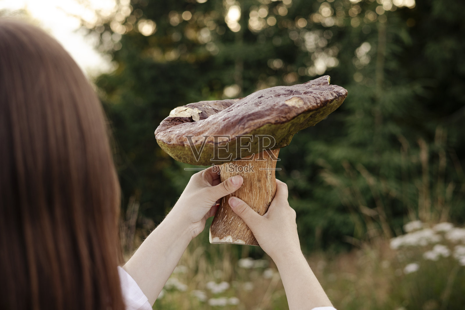 女性手中拿着的大白松茸，位于山林中。照片摄影图片