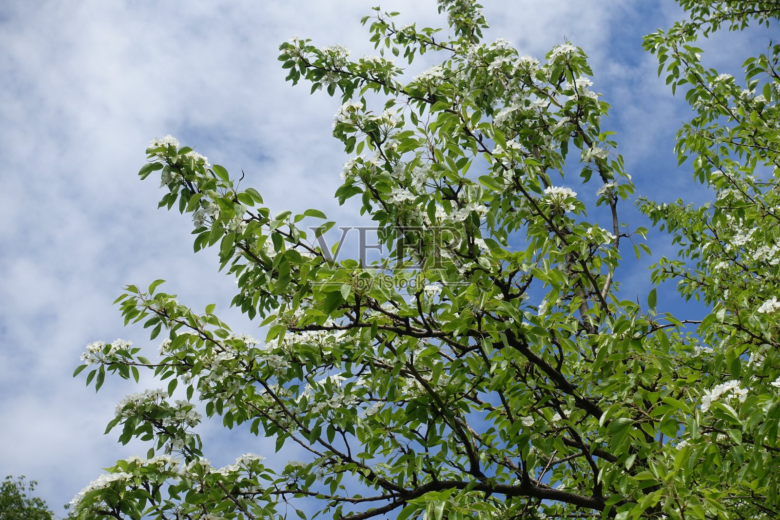 五月的阴天与盛开的梨树枝条照片摄影图片