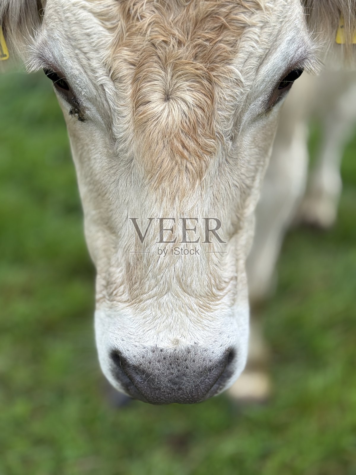 一头好奇的牛在美丽的绿色牧场中站立，四周环绕着自然景色。照片摄影图片