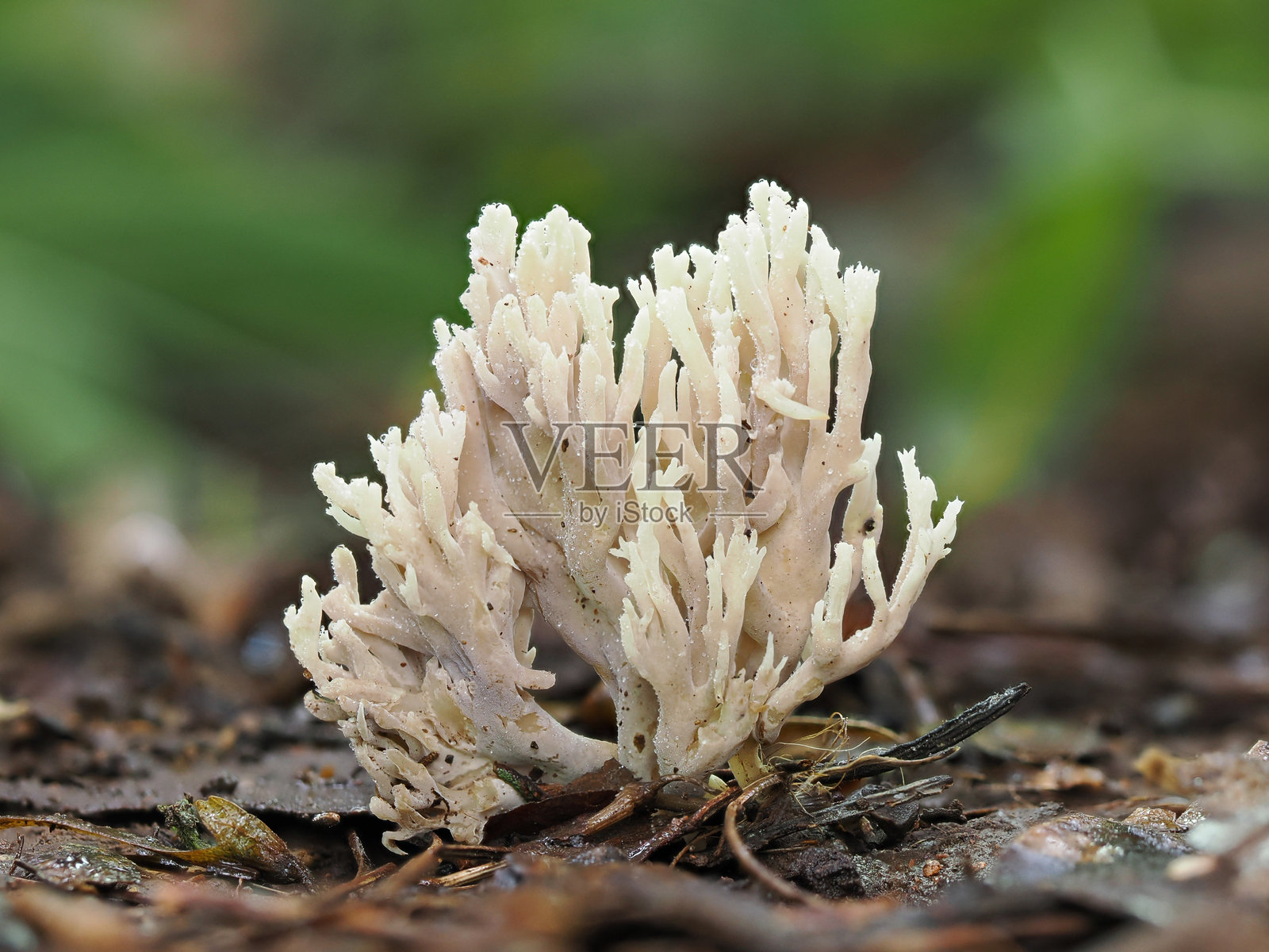 黑森林树干上的白色珊瑚真菌蘑菇照片摄影图片
