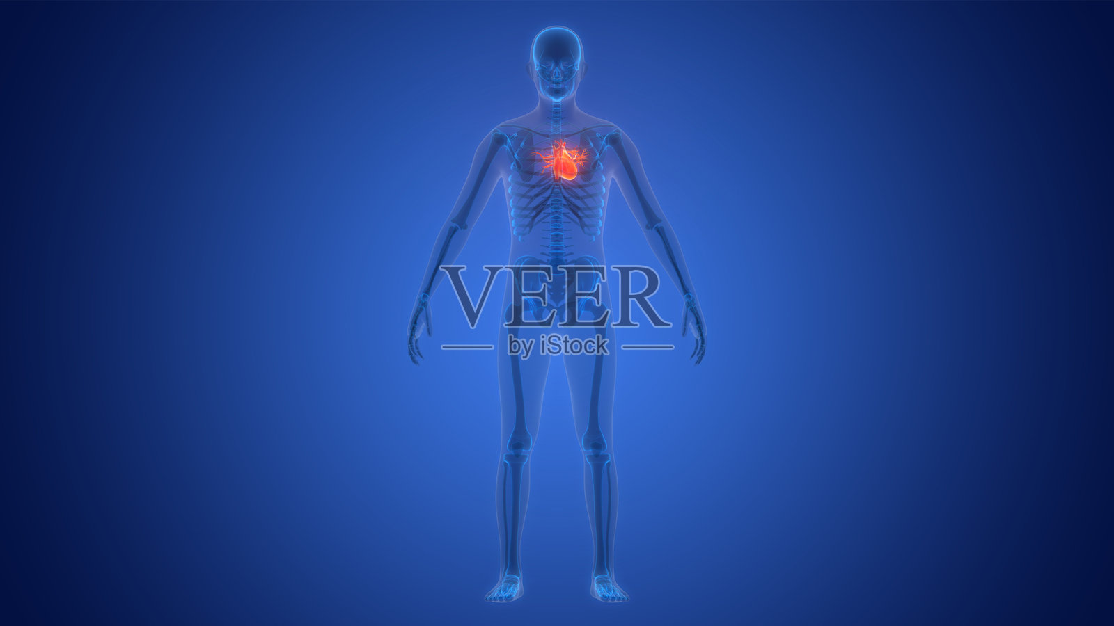 人类循环系统心脏解剖结构照片摄影图片