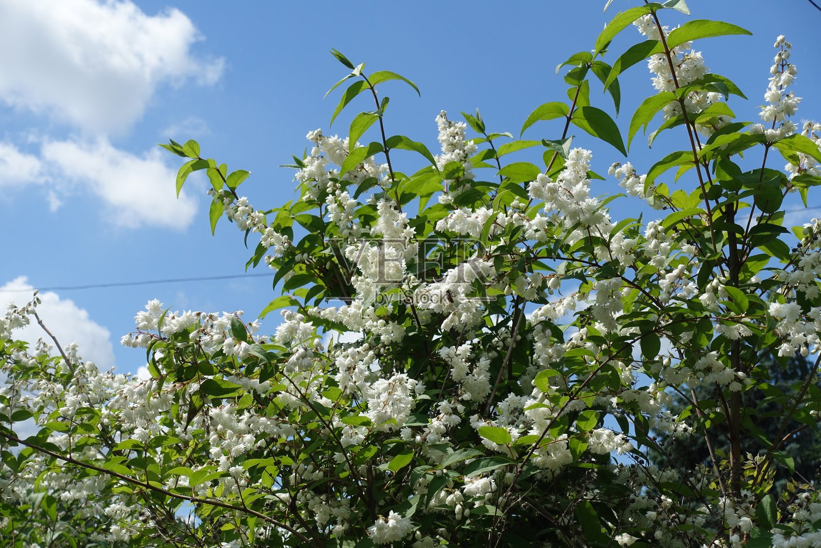 六月的天际与白色的绣球花照片摄影图片