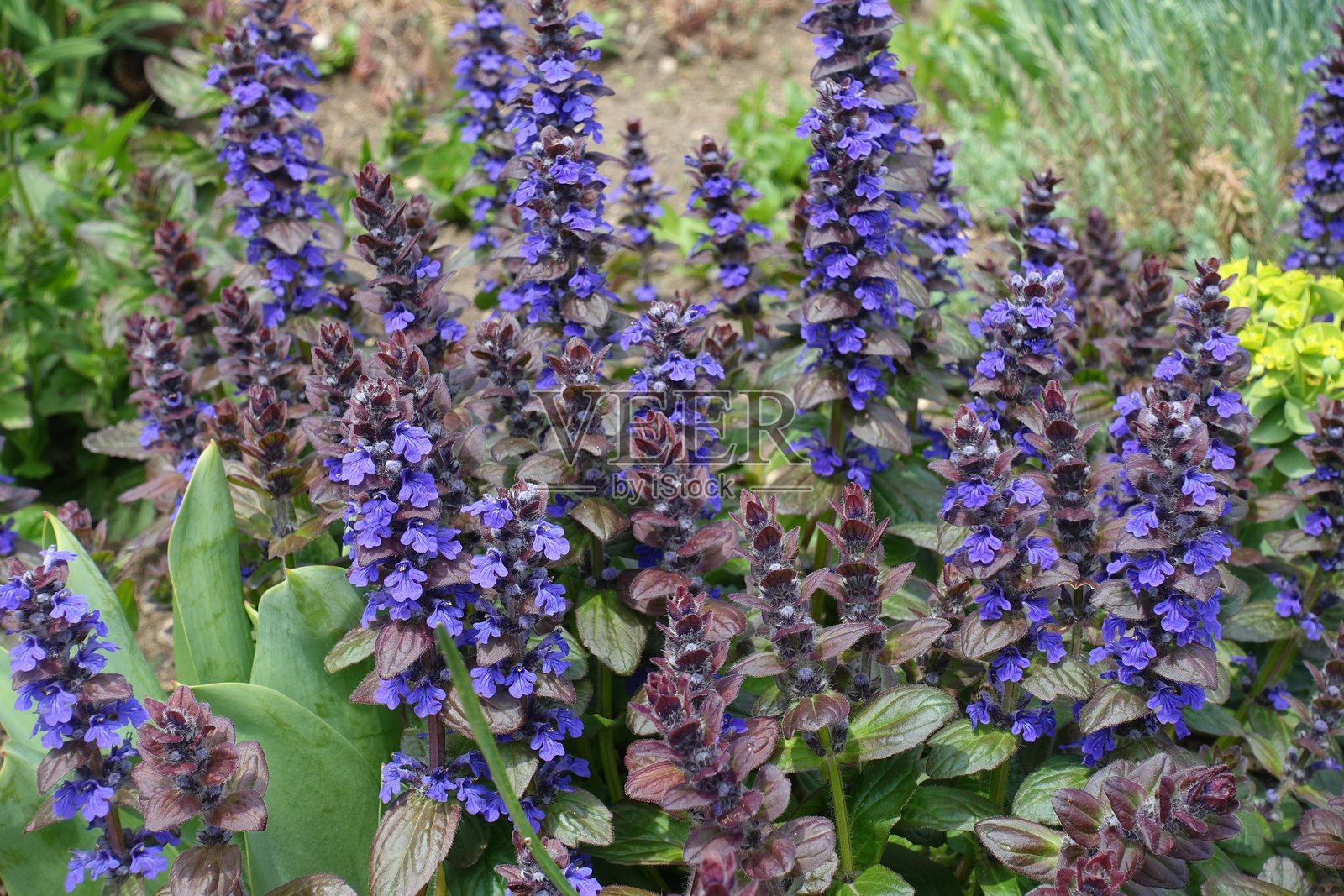 五月中旬的紫色匍匐龙葵花朵盛开照片摄影图片