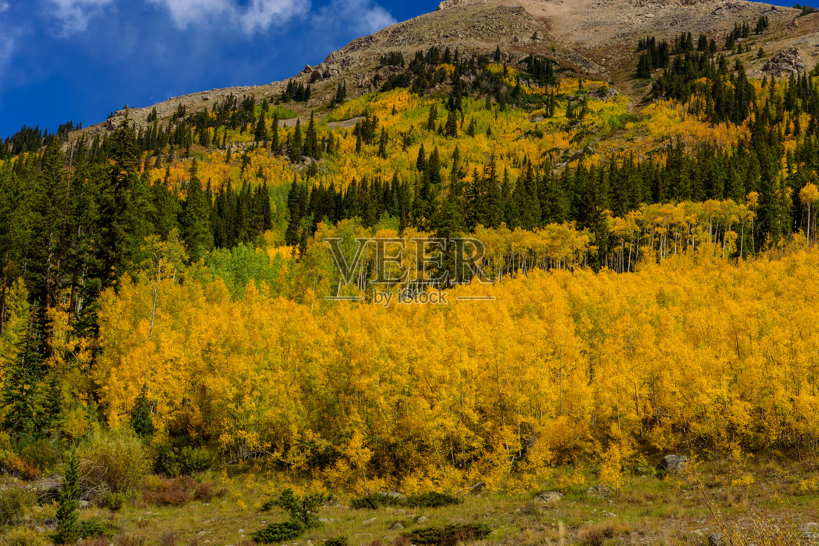 白杨林小道盛开着花朵照片摄影图片