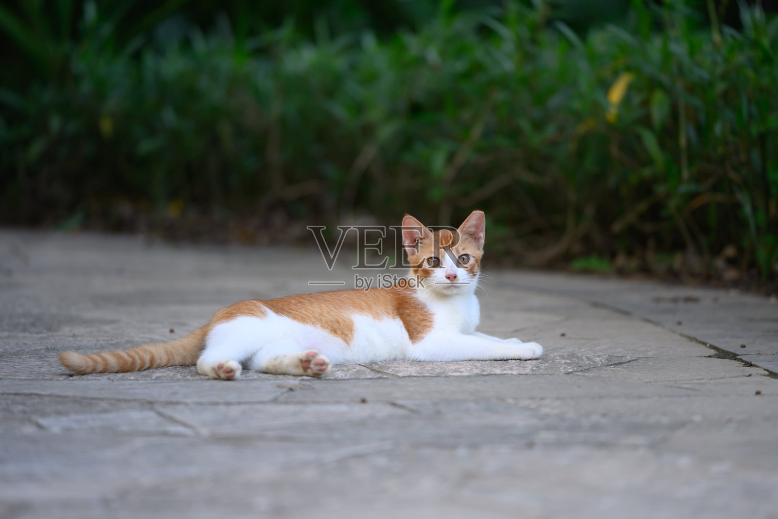 在公园里，猫咪懒洋洋地躺在地上。照片摄影图片