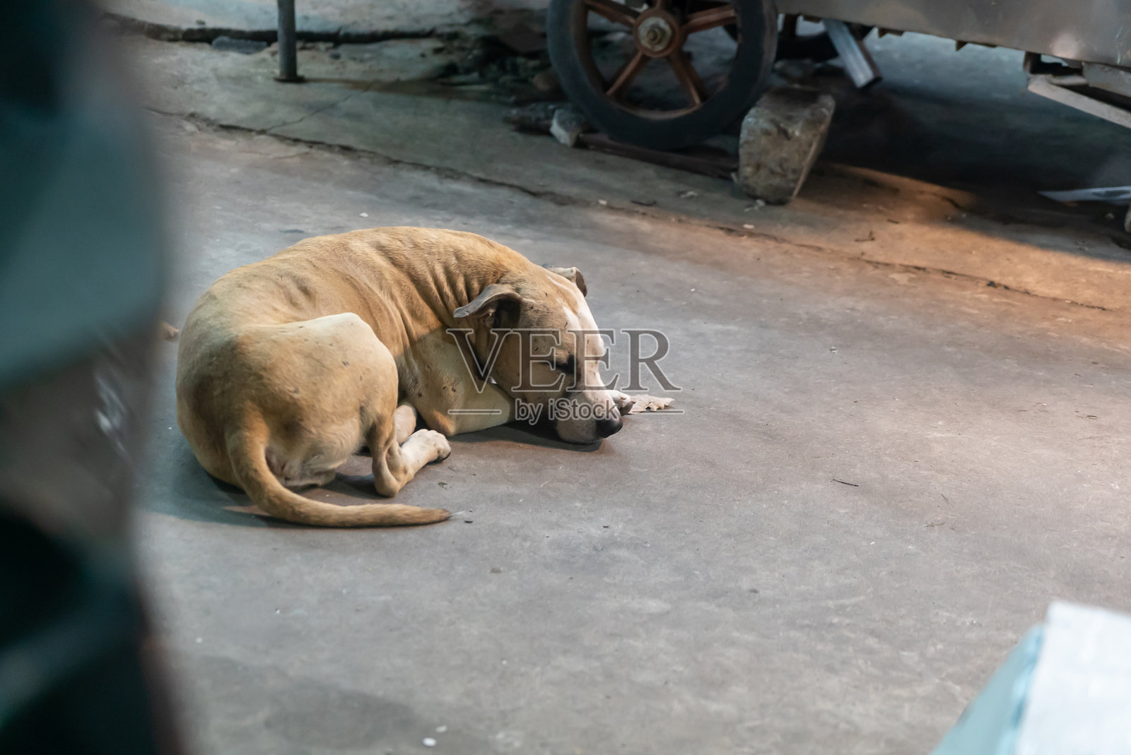 放松的狗狗在地面上睡觉照片摄影图片