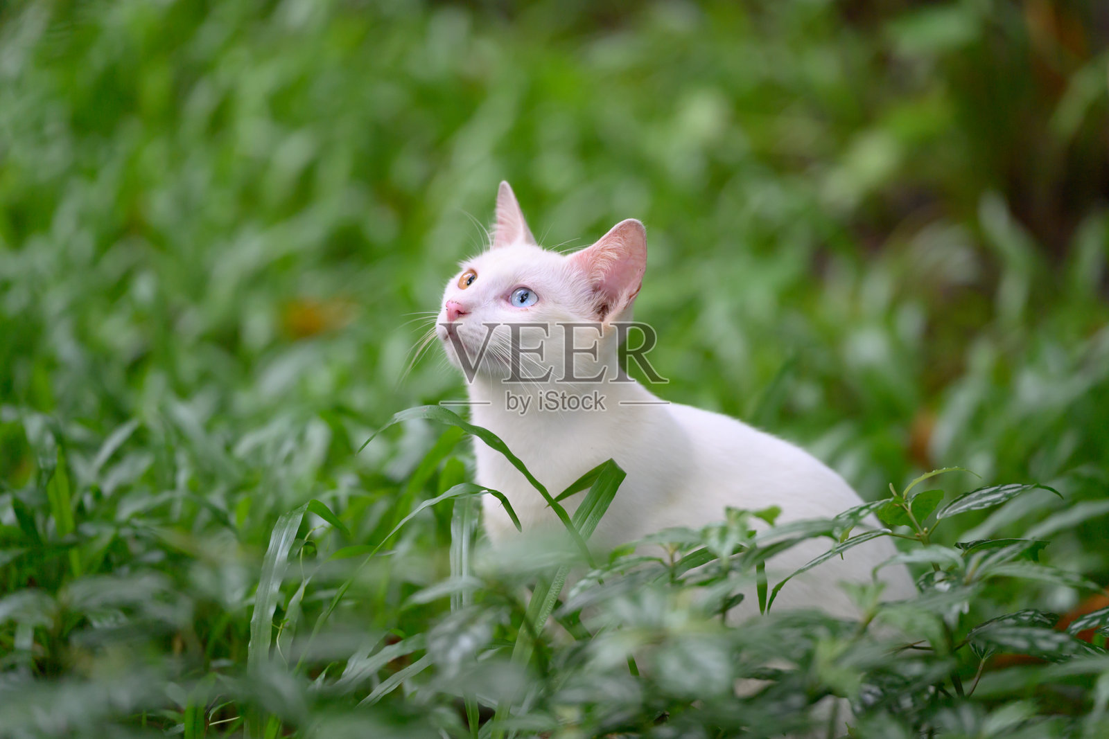 草地上的白猫照片摄影图片