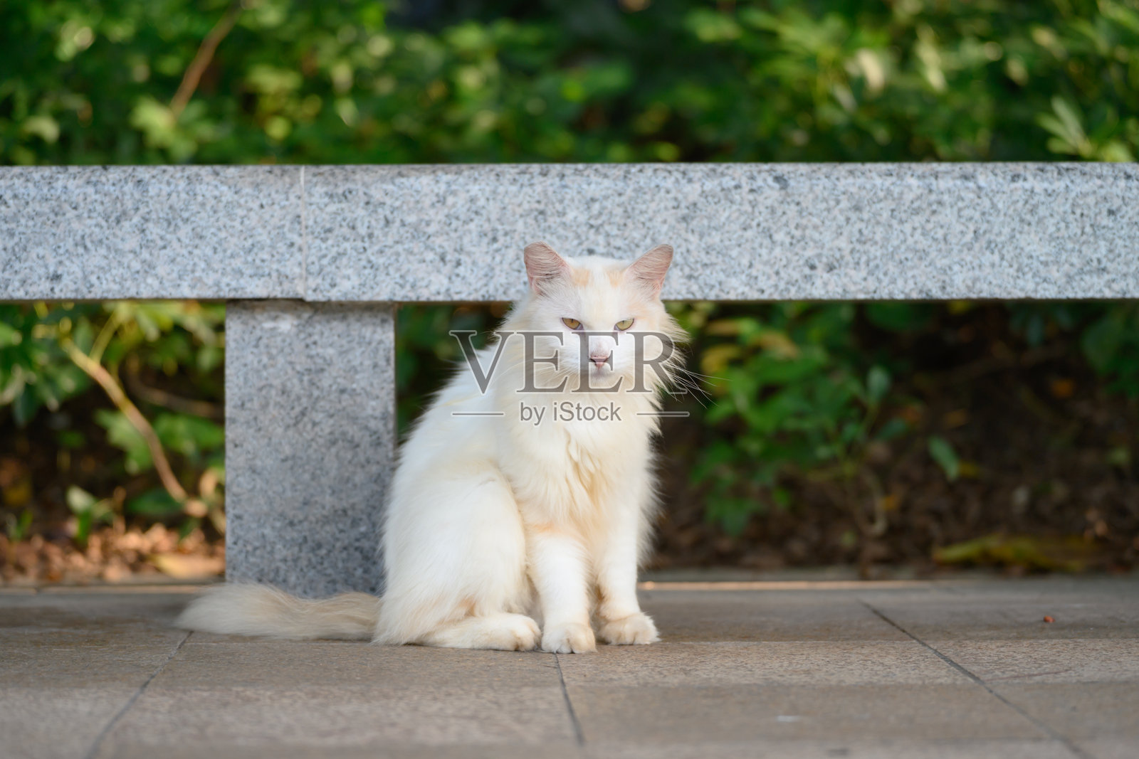 在公园里，猫坐在地上。照片摄影图片